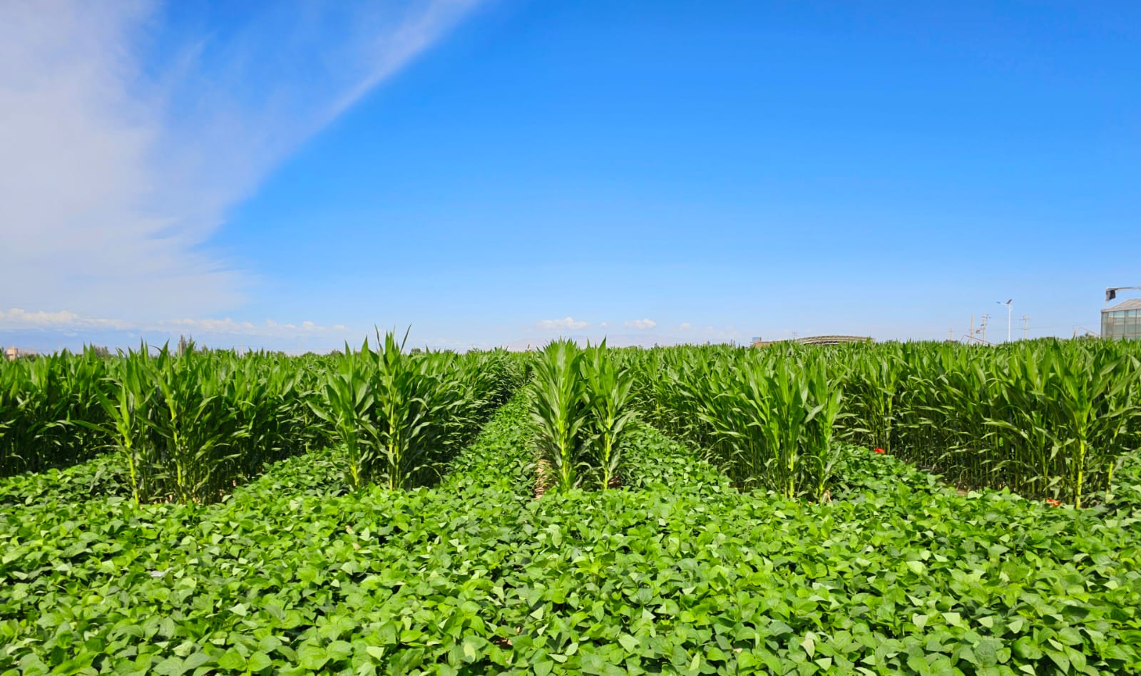 Islamia University Bahawalpur has introduced methods of intercropping of maize soybean and kumad soybean